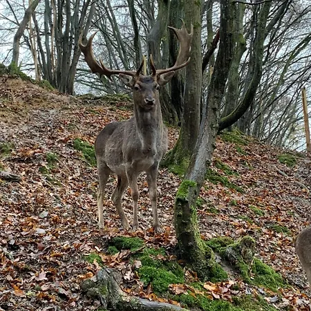 Domiziel Fuer 1 Bis 4 Personen Im Gruenen * Hamm (Sieg)
