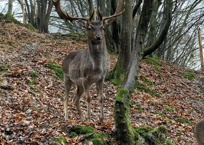 Domiziel Fuer 1 Bis 4 Personen Im Gruenen * Hamm (Sieg)